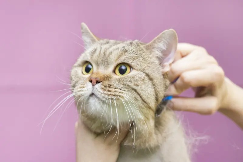 Gallery cat grooming combing wool express molt beautiful beauty salon animals hair master cats contented pet 168696616