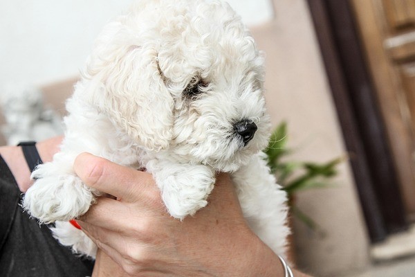 Gallery dog 5340331 640