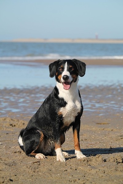 Gallery dog 7956828 640