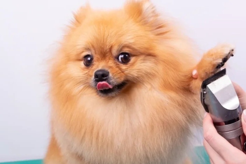 Gallery dog grooming 1024x581