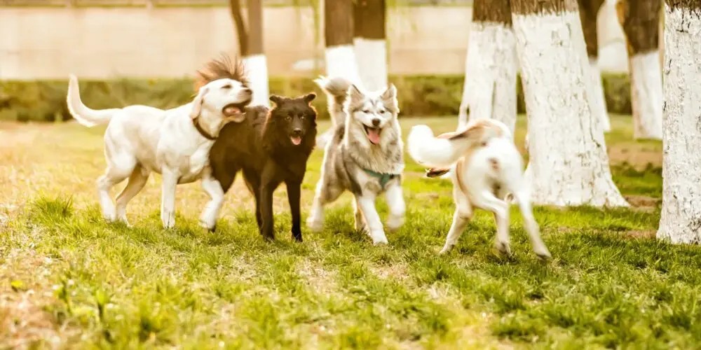 dogs playing 1 1024x529