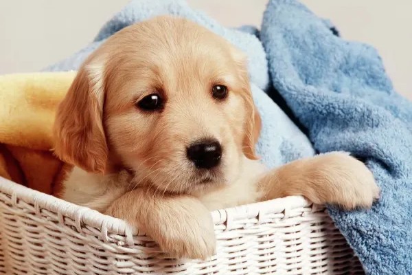 golden retriever puppy laundry basket towels 645774