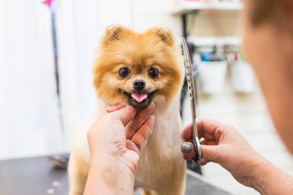 pomeranina pet groomer grooming dog.