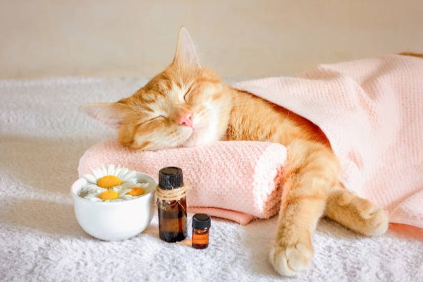 istockphoto 1273269610 612x612