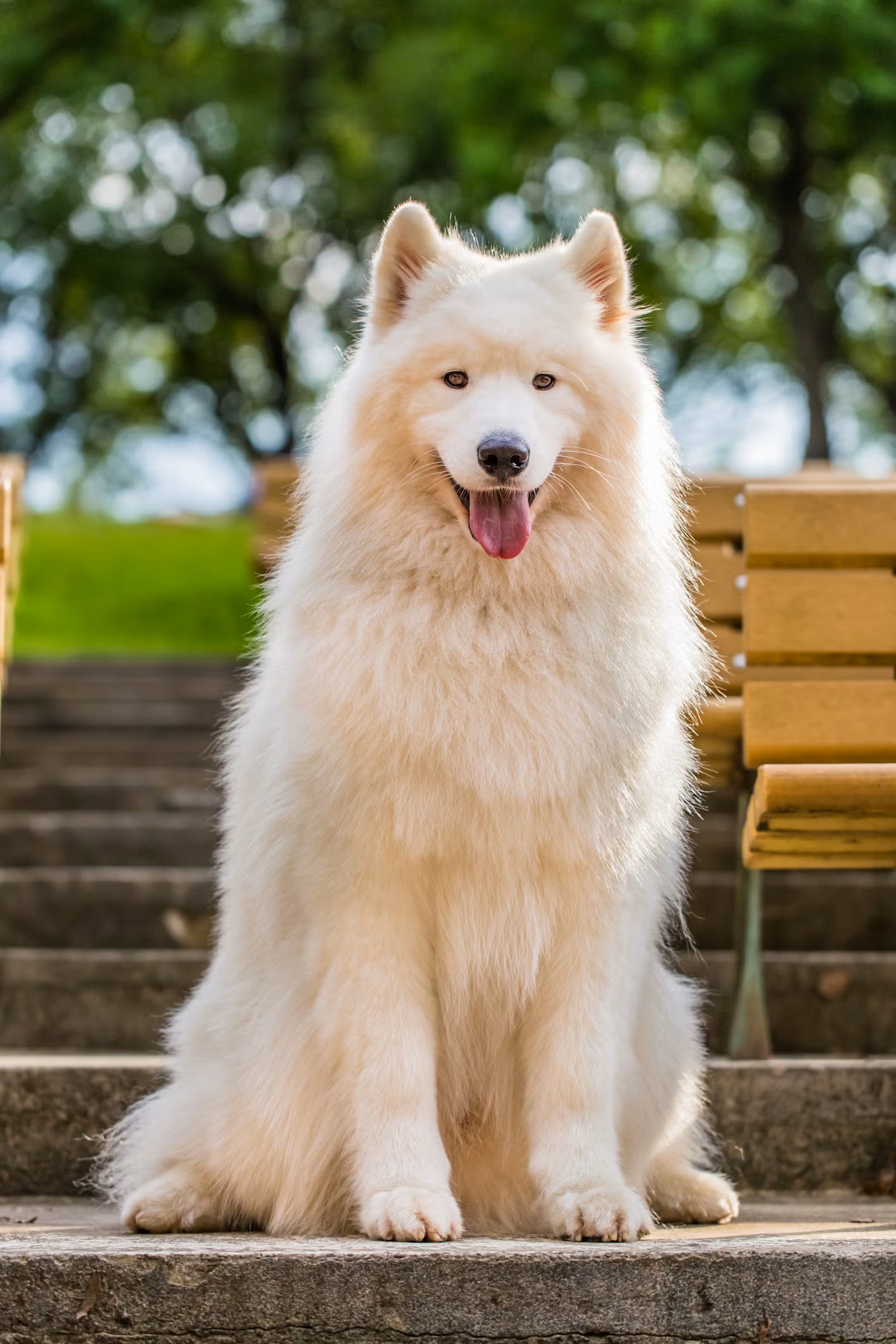 Gallery samoyed dog royalty free image 1657722708